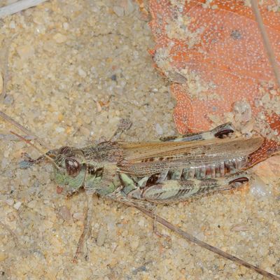 Melanoplus sanguinipes