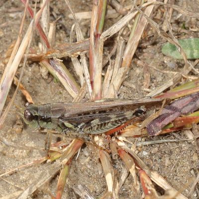 Melanoplus sanguinipes