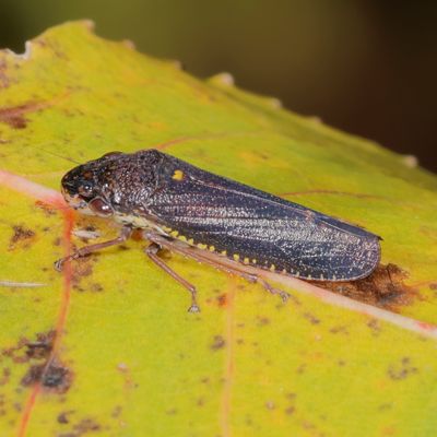 Paraulacizes irrorata * Speckled Sharpshooter