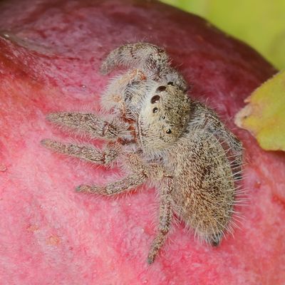 Phidippus princeps ♀