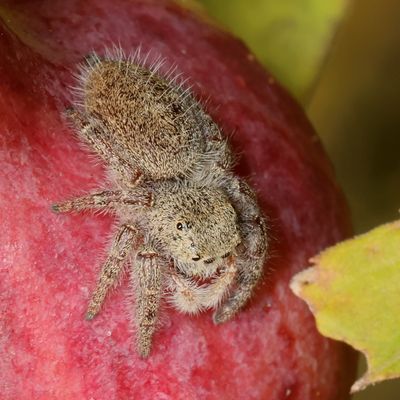 Phidippus princeps ♀