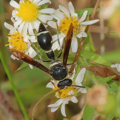 Eumenes fraternus * Fraternal Potter Wasp