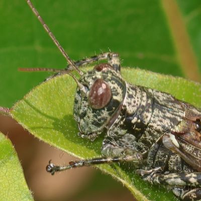 Melanoplus punctulatus