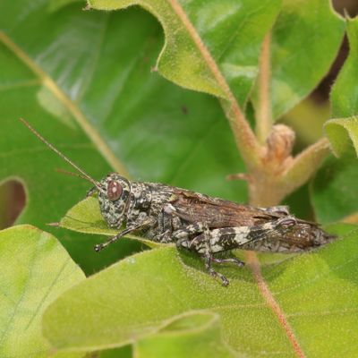 Melanoplus punctulatus * Pine Tree Spur-throat Grasshopper