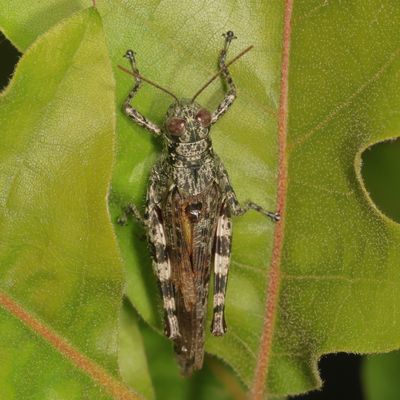 Melanoplus punctulatus * Pine Tree Spur-throat Grasshopper