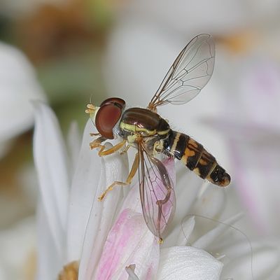 Toxomerus geminatus