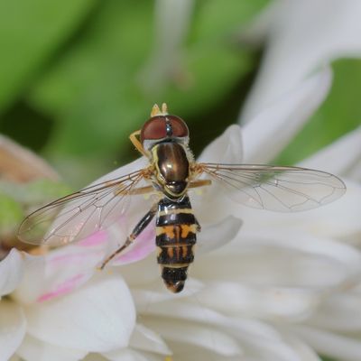 Toxomerus geminatus