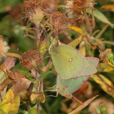 Clouded Sulphurs