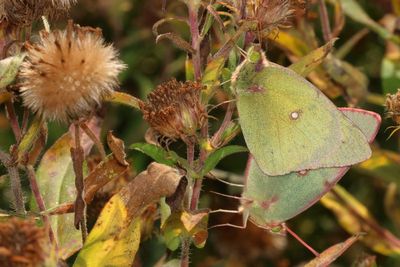 Clouded Sulphurs