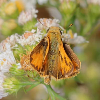 Fiery Skipper ♂