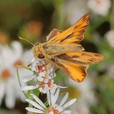 Fiery Skipper ♂