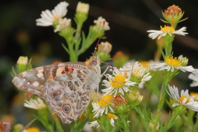 Painted Lady