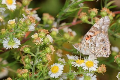 Painted Lady
