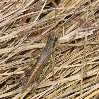 Melanoplus femurrubrum