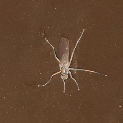 Subfamily Hydrophorinae