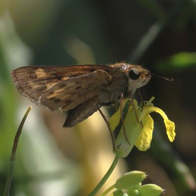 Fiery Skipper
