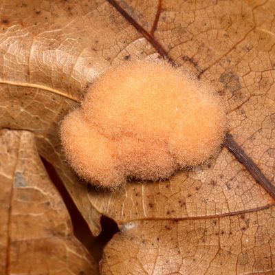 Callirhytis lanata * Woolly Oak Gall Wasp