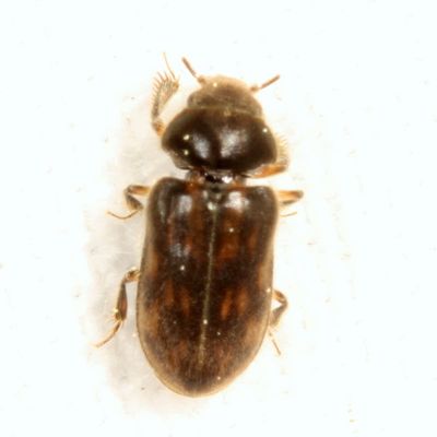 Heterocerus fenestratus