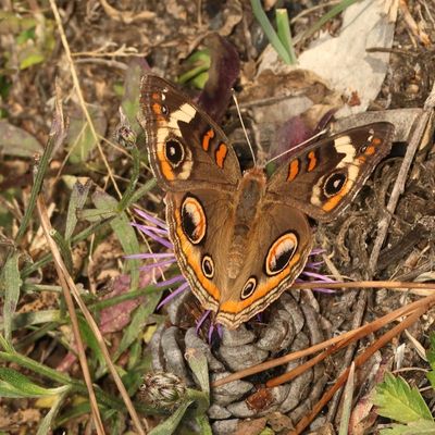 Common Buckeye