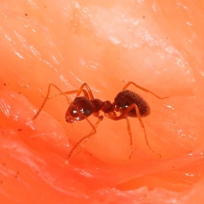 Prenolepis imparis * American Winter Ant