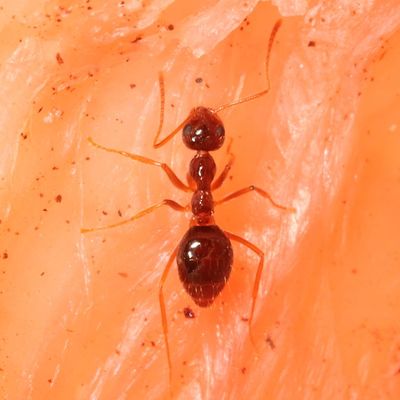 Prenolepis imparis * American Winter Ant