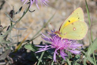 Orange Sulphur