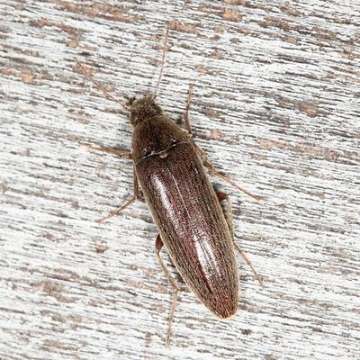 Synchroa punctata