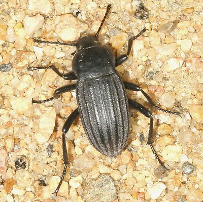 Eleodes tricostata * Three-ribbed Darkling Beetle