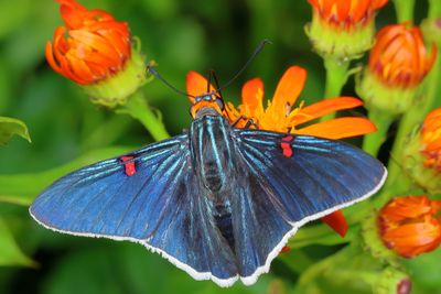 Guava Skipper