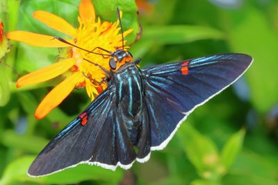 Guava Skipper