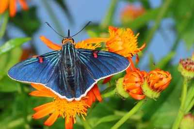 Guava Skipper