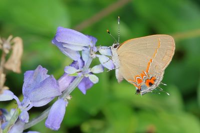 Dusky-blue Hairstreak