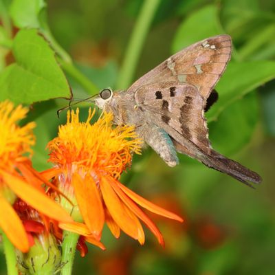 Long-tailed Skipper