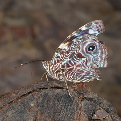 Blomfild's Beauty