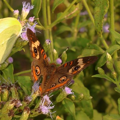 Common Buckeye 
