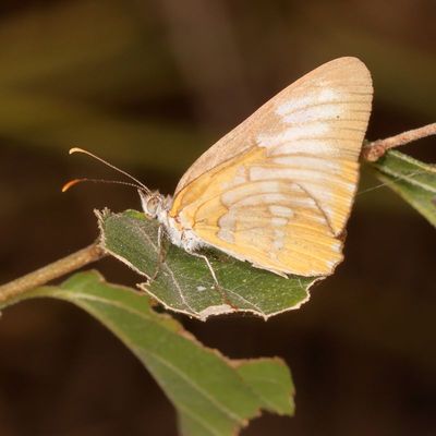 Common Mestra