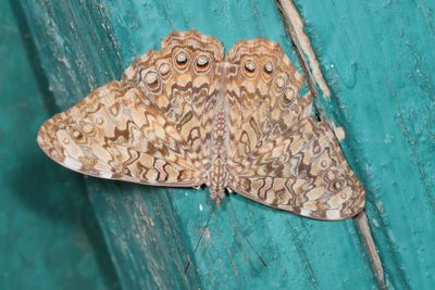Gray Cracker
