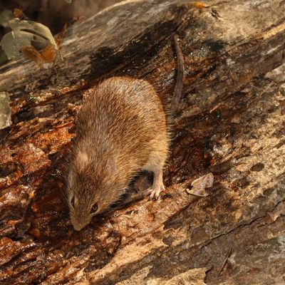 Hispid Cotton Rat