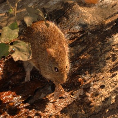 Hispid Cotton Rat enjoying a Tawny Emporer snack