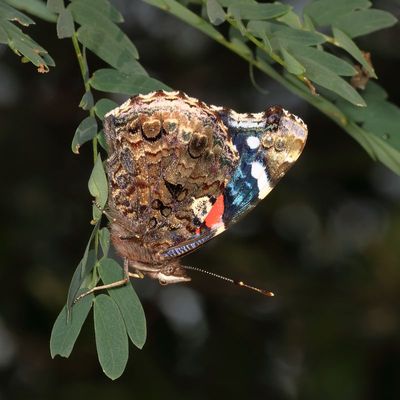 Red Admiral