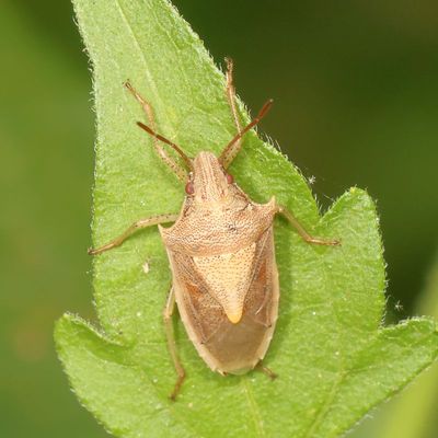 Oebalus pugnax * Rice Stink Bug