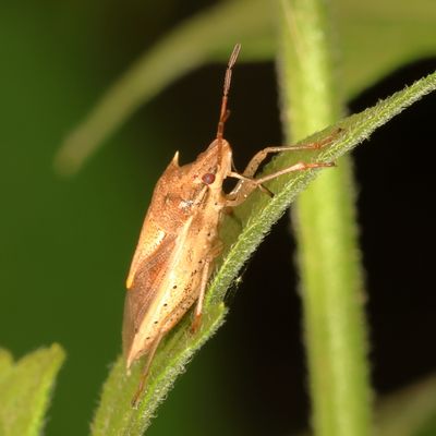 Oebalus pugnax * Rice Stink Bug