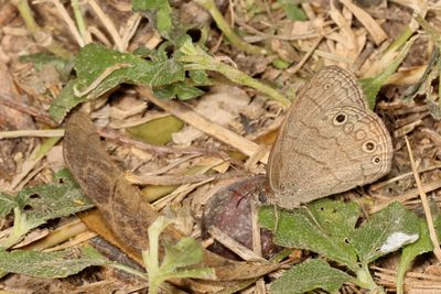 South Texas Satyr