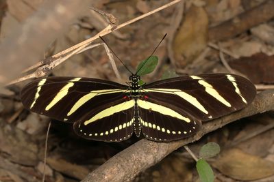Zebra Heliconian