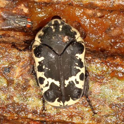 Gymnetis thula * Harlequin Flower Beetle