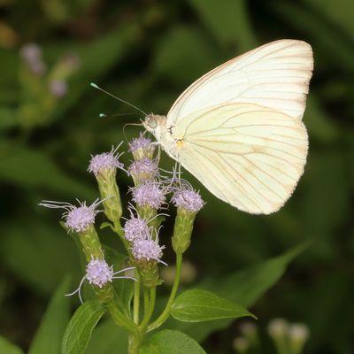 Great Southern White