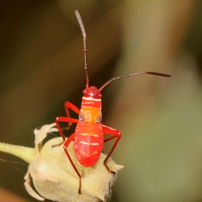 Dysdercus concinnus * Turk's Cap Red Bug nymph