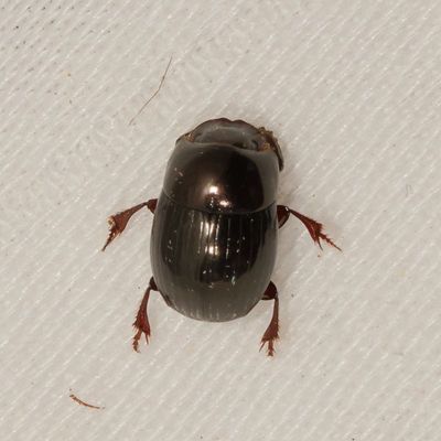 Ateuchus texanus