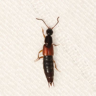 Philonthus sp.