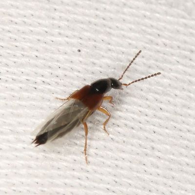 Tribe Staphylinini